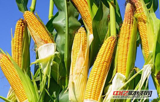 山東玉米最新動態(tài)與消息更新
